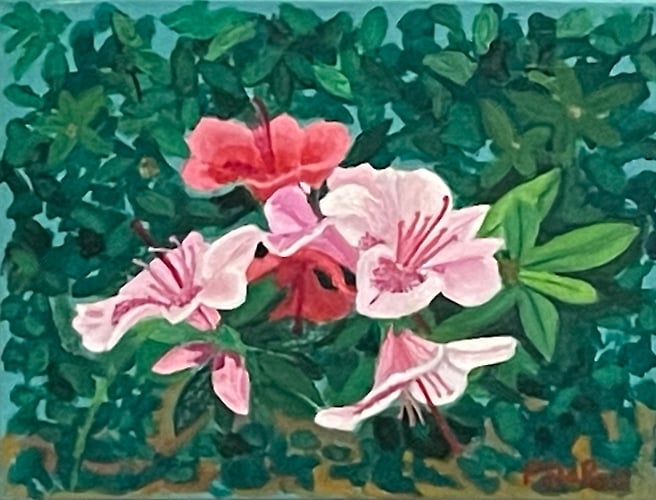 Duo-Toned Azaleas - Penney De Pas