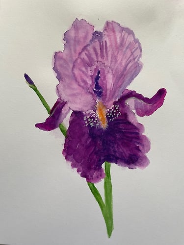 Duo-Toned Bearded Iris - CWC - Penney De Pas