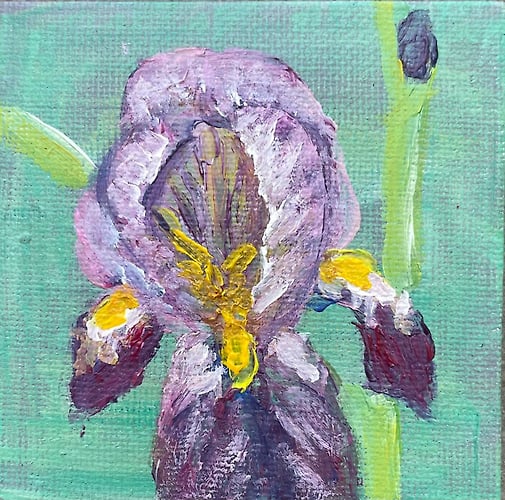 Duo-Toned Bearded Iris - mini - Penney De Pas