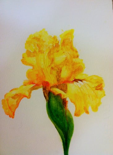 Yellow Iris - Penney De Pas