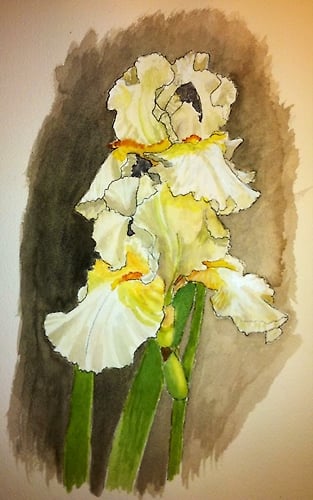 White Irises - Penney De Pas