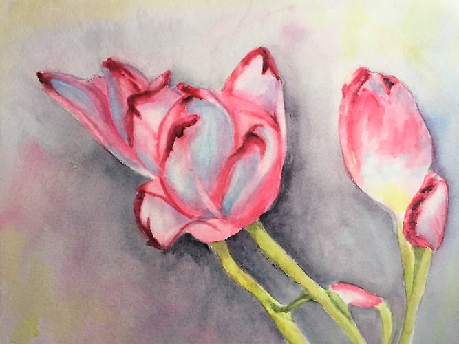 Tulips Last Gap - Penney De Pas