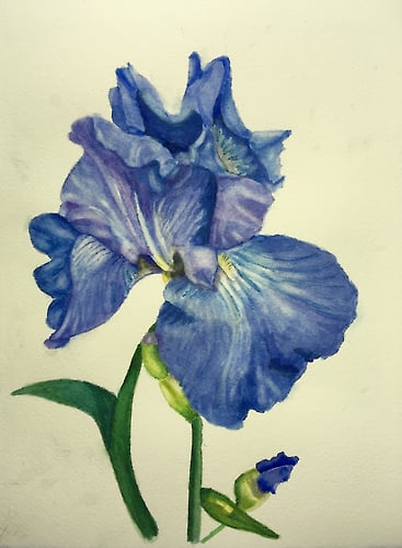 Light Blue-Violet Iris - Penney De Pas