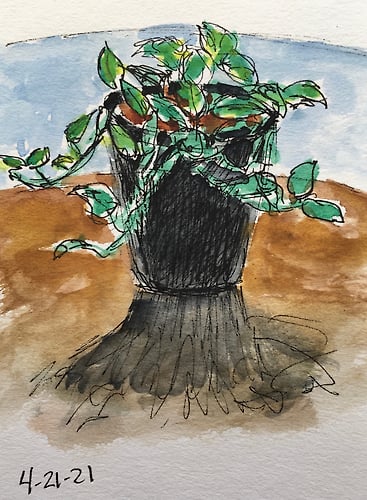 Hospital Plants-mini - Penney De Pas