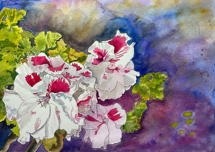 Maxine's Geraniums - Penney De Pas