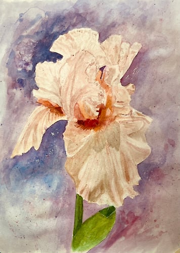 Peach Iris - Penney De Pas
