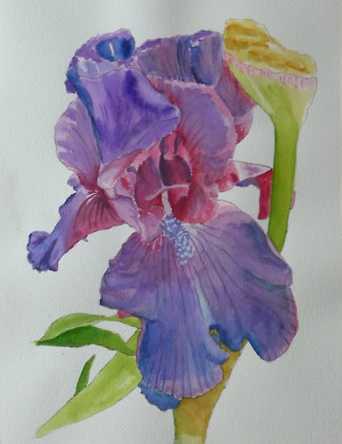 Purple-red Iris - Penney De Pas