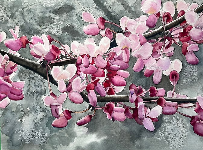 Redbud Tree in Bloom - Penney De Pas