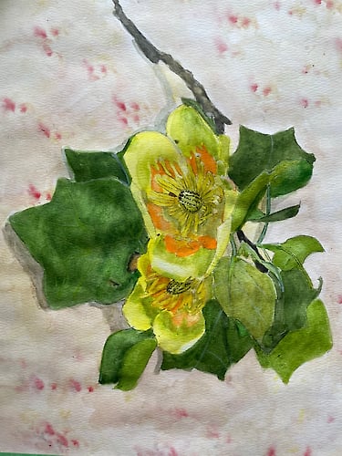 Tulip Tree Blossoms - Penney De Pas