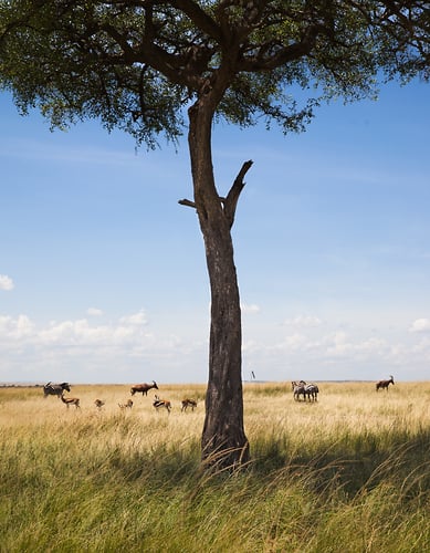 Eyes Wide Open In Kenya Cover Story For Afar - Alex Crétey Systermans